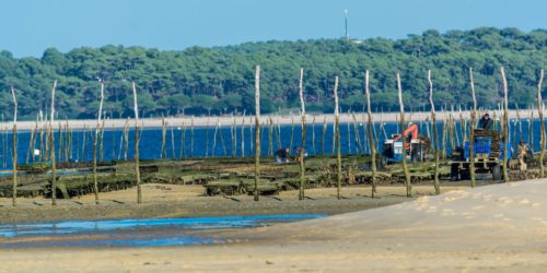 Ramassage des huîtres au Cap-Ferret,Nouvelle-Aquitaine, France. Ramassage des huîtres au Cap-Ferret,Nouvelle-Aquitaine, France.